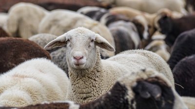 Девет огнища на шарка по дребните преживни животни установени в началото на 2024 година