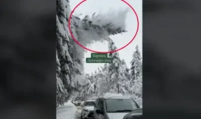 Огромен бор падна насред колона от автомобили на пътя за Боровец