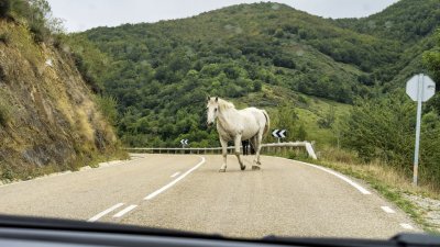 Трагедия на пътя: Катастрофа с 5 коня край Кюстендил отне живота на 18-годишно момиче