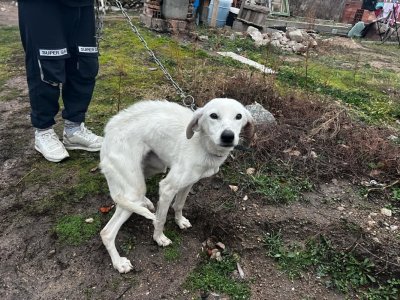 Откриха кучето на изчезналия Ники от Конаре