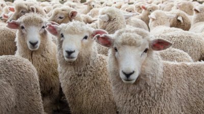 Китай налага забрана за внос на месо и животински продукти от 16 страни заради огнища на болести