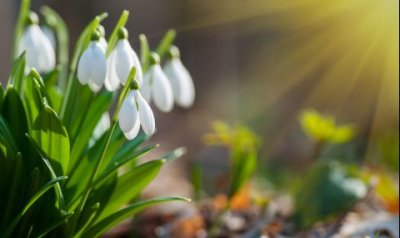 Пролетно време за 8 март: Слънце и високи температури за празника