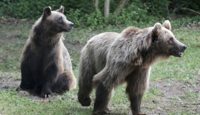 Словакия одобри план за отстрел на 350 мечки след смъртоносно нападение