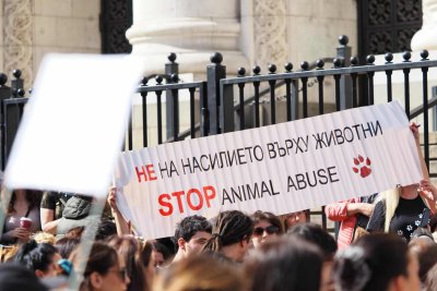 Протест в защита на животните: Искат затвор за насилниците