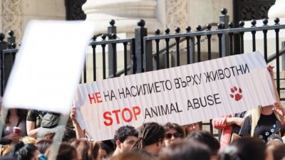Нови протести: Над 160 организации настояват за незабавни действия срещу насилието над животни