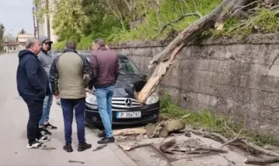 Ураганен вятър стовари огромно дърво върху автомобил в Русе (ВИДЕО)