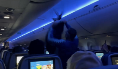 Гълъби на борда! Птици предизвикаха хаос в самолет на Delta Airlines (ВИДЕО)