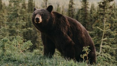 Словакия ще продава мечешко месо на обществеността въпреки критики от ЕС