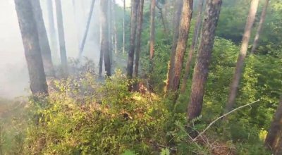 Голям горски пожар над село Палатово обхвана над 300 декара