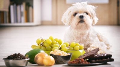 Летните храни, които могат да бъдат опасни за вашето куче