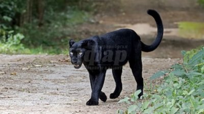 Свикаха кризисен щаб заради нов сигнал за черна пантера в Тутраканско