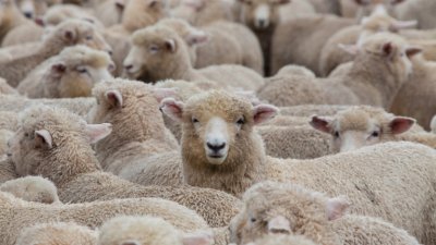 България обсъжда с ЕК ваксинация срещу шарка по овце и кози