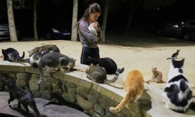 Около 1 милион котки се разхождат по улиците на Кипър, докато властите се опитват да проверят броя им