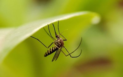 За първи път: Комари се появиха в Исландия