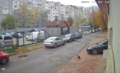 Сигнал за умишлено прегазено куче в столичния квартал &bdquo;Разсадника&ldquo; предизвика обществено възмущение (ВИДЕО)