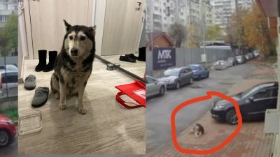 Вълна от възмущение в София след прегазено куче в &bdquo;Разсадника&ldquo;. Мъжът не е задържан