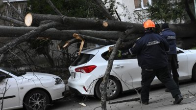 Трагедия на Витоша: Дърво се стовари върху кола, жена загина на място
