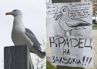 Най-наглият обирджия в Бургас: Гларусът, който не признава предупреждения (СНИМКИ)