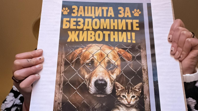 Протест във Велинград срещу тровенето на бездомни животни &ndash; граждани искат спешни мерки