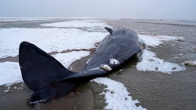 Пет кашалота заседнаха край бреговете на Дания