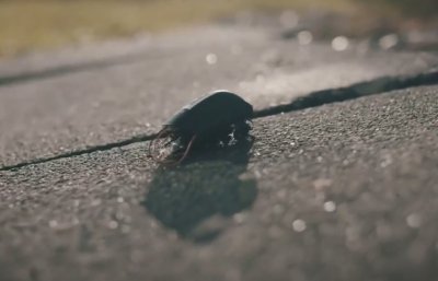 НОВО ОРЪЖИЕ: Вижте биоелектронните бръмбари (ВИДЕО)