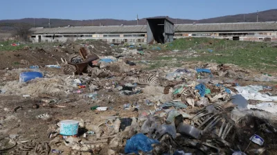 Камиони на кланицата с антракс са пътували из страната, не е ясно пренасяли ли са заразено месо
