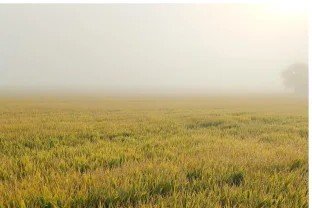 Заради злоупотреби с евросредства: Нов случай на умишлено унищожена реколта в Ямболско