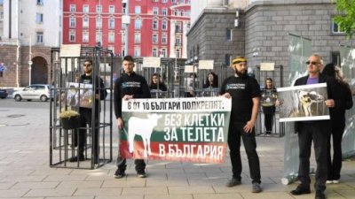 Активисти в клетки протестираха пред парламента в защита на телетата