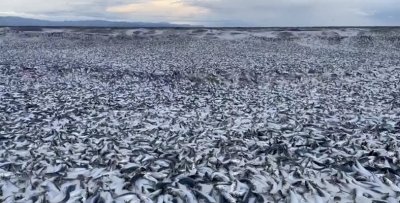 Тонове мъртва риба изплува на плаж в Япония (ВИДЕО)