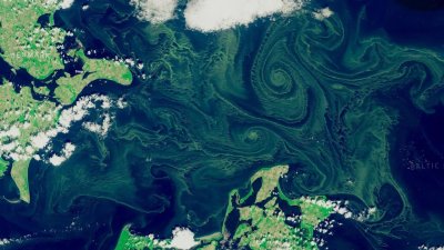Отровни водорасли превземат Балтийско море