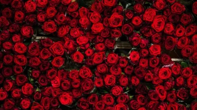 Задържаха 100 кг кокаин, скрит в пратка с рози на летището в Атина