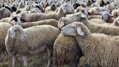 Огнище на шарка по овце и кози е установено край Кърджали