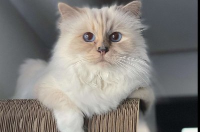 Котката-милионер на Лагерфелд се ползва от услугите на две гувернантки, шофьор и мениджър на социалните мрежи