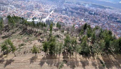 Бракониери отсякоха десетки борове в гора край Разлог