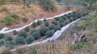 Нива с канабисови насаждения е открита при ударна акция край Поморие
