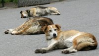 Масови убийства на кучета в &ldquo;Овча купел&rdquo;, общината дреме