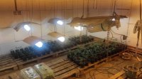 СПЕЦАКЦИЯ: Разкриха голяма наркооранжерия в Радомирско (СНИМКИ)