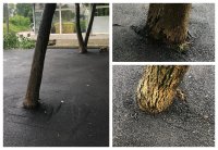 САМО В БЪЛГАРИЯ: Асфалтираха дървета в София (СНИМКИ)