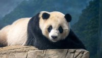 Последните останали панди в САЩ ще бъдат върнати на Китай тази година (СНИМКИ)