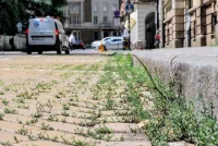 Безотговорното поведение на общината превърна жълтите павета в зелени площи (ВИДЕО)