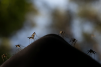 Европа съобщи за първите случаи на вируса Oropouche, подобен на Zika