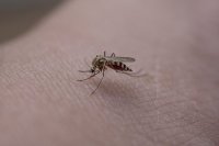 У НАС: Двама души починаха от западнонилска треска