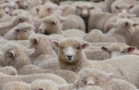 Откриха първо огнище на чума по дребните преживни животни от шест години насам в България