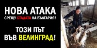 ВЕЛИНГРАДЧАНИ МОЛЯТ ЗА ПОМОЩ, ЗА ДА СПАСЯТ ЖИВОТНИТЕ СИ!