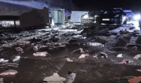 7 тона жива пастърва се разсипа на пътя след катастрофа в Германия