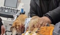 Установиха извършителите на стрелбата по приют за животни в Русе