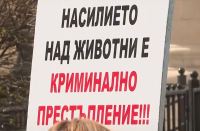 Прокуратурата в Перник с подробности по разследването за жестокост към животни