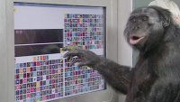 На 44 години почина Канзи &ndash; маймуната, която разбираше над 3000 думи и играеше Minecraft