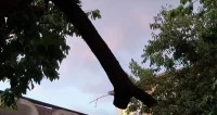Буря с пороен дъжд и силен вятър удари Лом