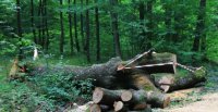 Временни ограничения на движението между Самоков, Боровец и Радуил заради сеч